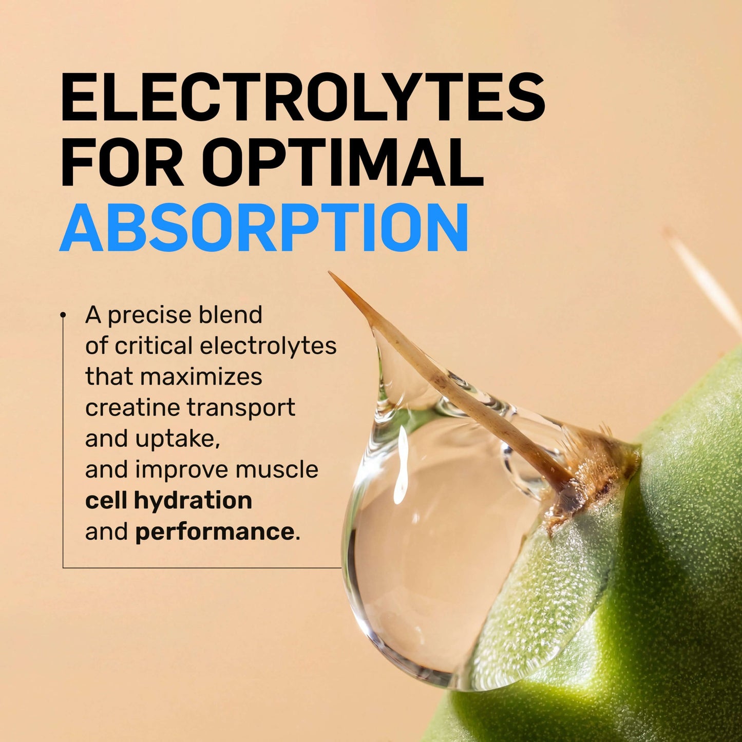 Creatine HCl Powder - Unflavored for Flexible Active-Nutrition Use